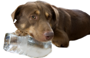 dog_ice